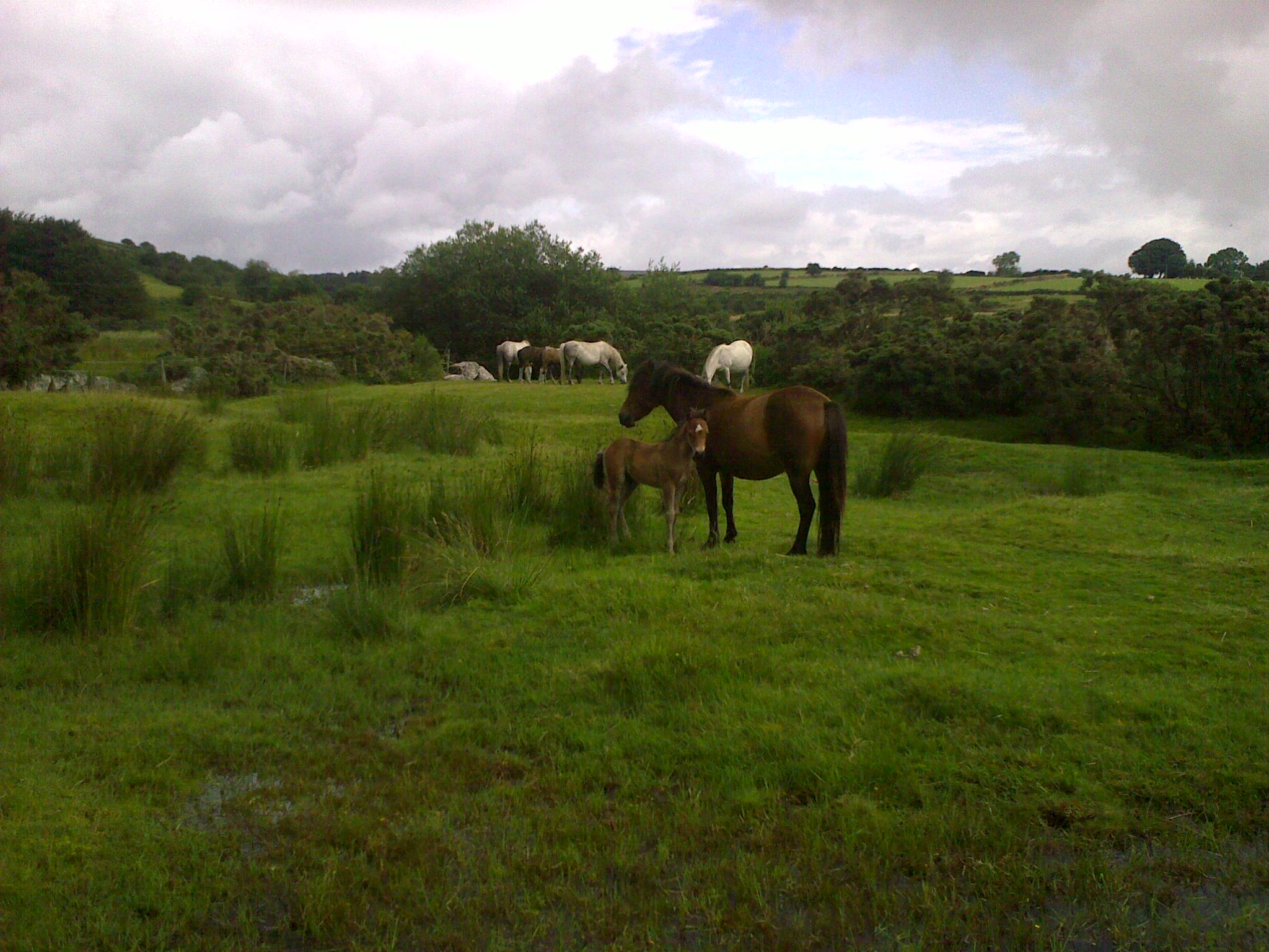War Horse Dartmoor Foal