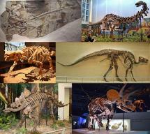 Dinosaur Montage - Fossilized Remains