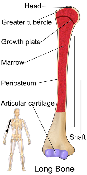 Humerus - Bone Location