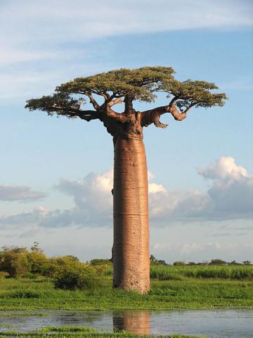 Baobab - Tree of Life STEM Geography