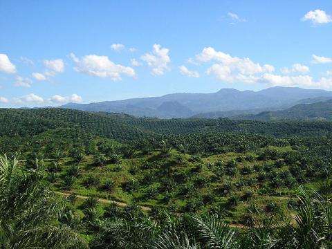 Indonesian Palm Oil Plantation World History Geography Ethics STEM