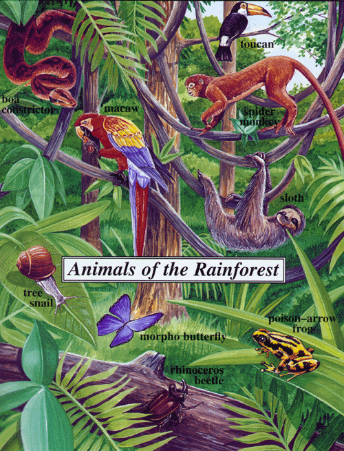 Saving the Rainforest - Rainforest Animals