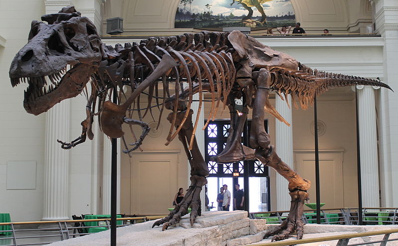 Night at the Museum - LET'S MEET T. REX