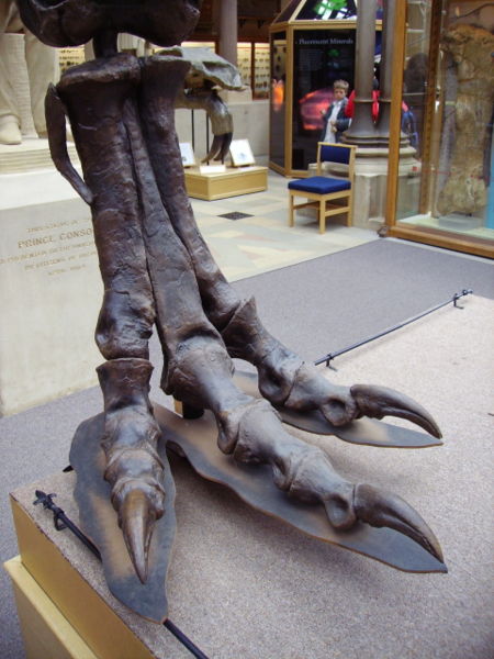 t rex toe