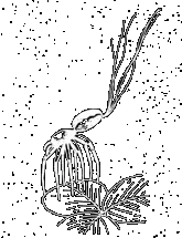 Silk Stream Spiders Release