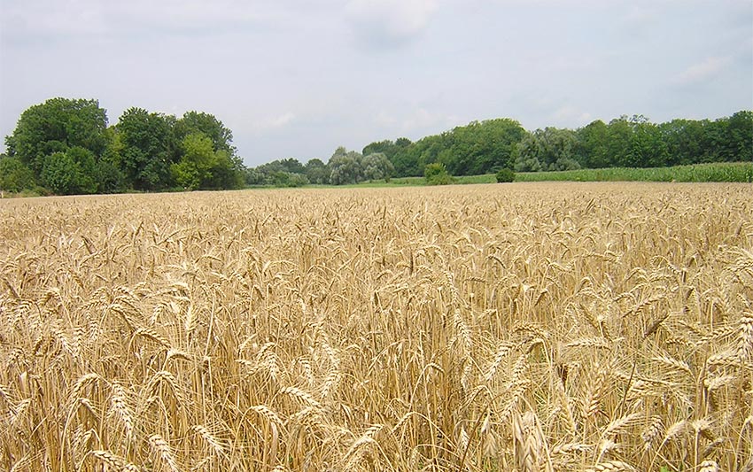 Wheat Fields