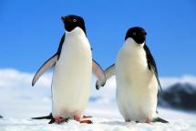 Meet the Penguins - Adelie and Emperor Penguins