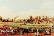 Cotton Fields in the Antebellum South