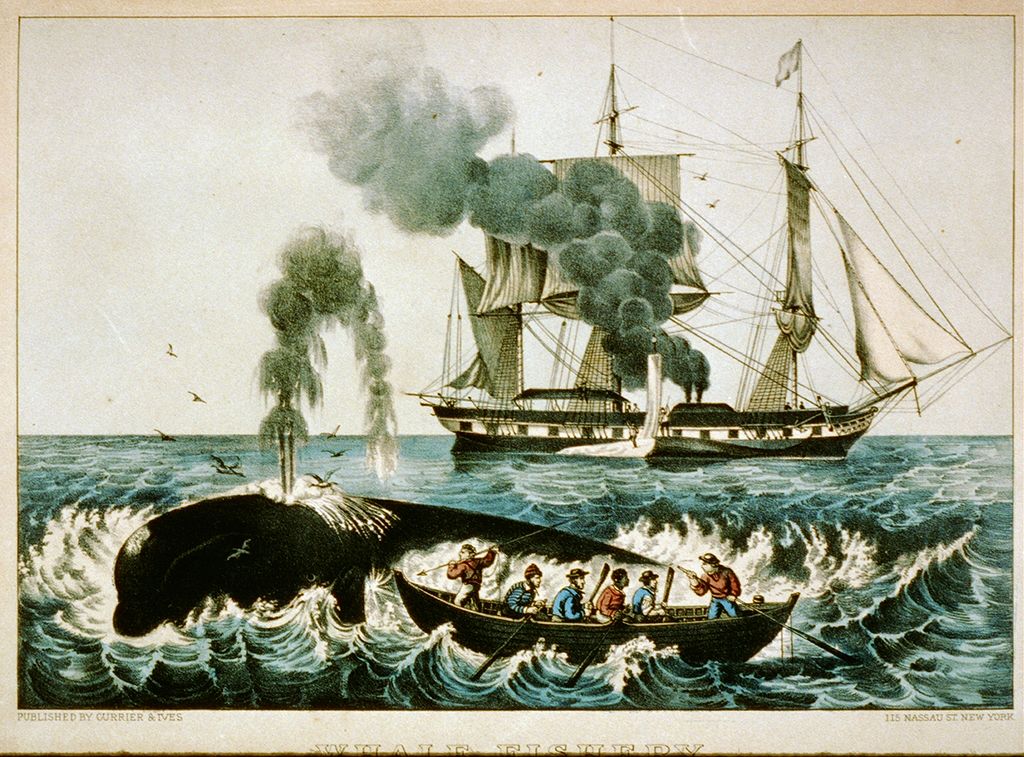 In the Heart of the Sea The Tragedy of the Whaleship Essex HOW WHALE