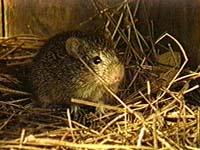 Templeton Staying out-of-sight During the Day