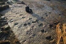 DINOSAUR TRACKS AND DISPUTES