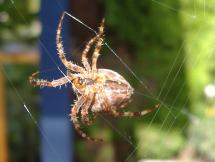 Spinneret - How Spiders Dispense Their Silk
