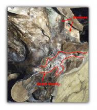 Triceratops - Brain Cavity Analysis