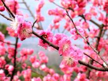 Plum Blossom - Flower