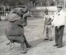ROSIE the CIRCUS ELEPHANT