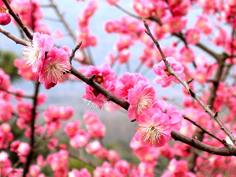 Plum Blossom Flower