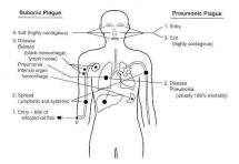 Bubonic and Pneumonic Plague - Bodily Impact