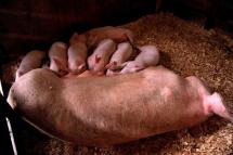 Sow (Female Pig) Feeds her Piglets