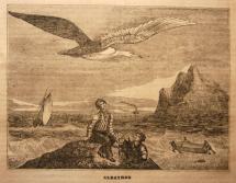 Albatross at Sea - Rime of the Ancient Mariner