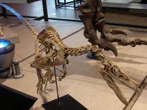 Velociraptor - V. mongoliensis 