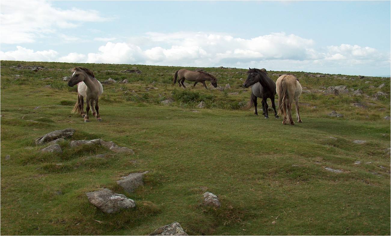War Horse Dartmoor Ponies