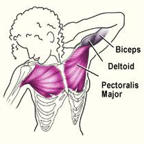 Pectoral Muscles - Role in Crucifixion