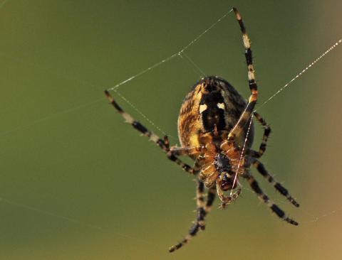 SPINNING A WEB (Illustration) Awesome Radio - Narrated Stories STEM Fiction Film