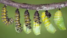 Stages of a Monarch Butterfly's Life