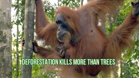 Deforestation Kills More Than Trees STEM Disasters Ethics