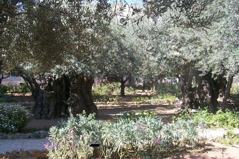 Garden of Gethsemane Disasters Ancient Places and/or Civilizations Visual Arts