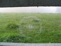 Prey in the Beautiful Web of a Busy Spider