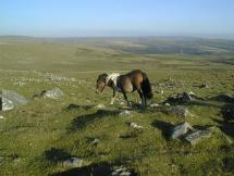 THE NARRACOTT FAMILY