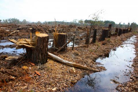 The Lorax (Illustration) Ancient Places and/or Civilizations Disasters Film Poetry Social Studies Awesome Radio - Narrated Stories STEM Fiction Legends and Legendary People