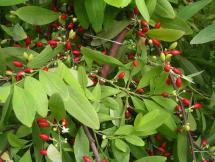 Erythroxylum novogranatense - Source of Cocaine