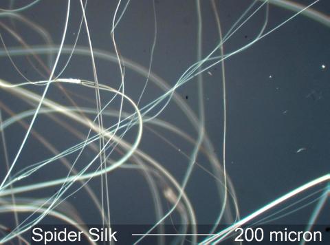 MAKING SILK THREADS (Illustration) Awesome Radio - Narrated Stories Geography STEM Fiction Film