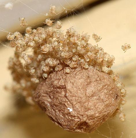 EGG SACS and BABY SPIDERS (Illustration) Awesome Radio - Narrated Stories Geography STEM Fiction Film
