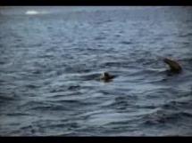 Shark Attack - How a Great White Surprises its Prey