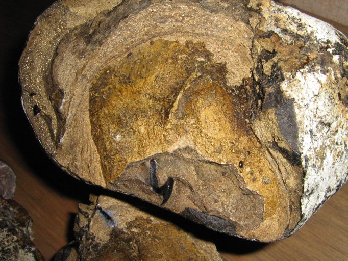 Sperm whale weight Sperm whale weight