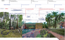 Oil Palm Trees - Indonesia