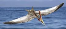 PTERANODON
