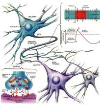 Neurotransmitters - Travel Patterns in Body