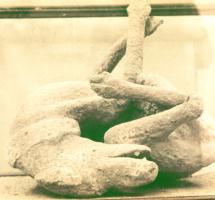Dog at Pompeii, Buried in Ash