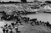 Somalia's Main Export:  Livestock