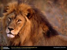 African Lion