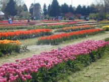Tulip Fields of Holland, Michigan