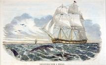 In the Heart of the Sea: The Tragedy of the Whaleship Essex