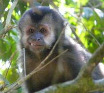 Iguazu - Capuchin Monkey on the Upper Trail