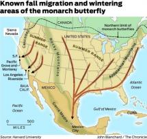 The Migration of Monarch Butterflies