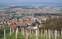 Pozega - Locusts as Defendants