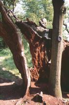 Oak Tree - Pitt the Younger and William Wilberforce